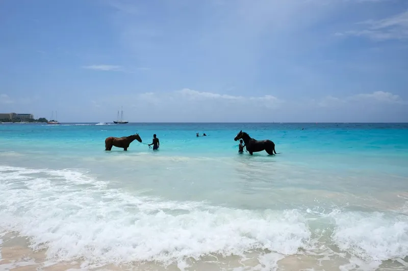 Riders on horseback swimming in the shallows on a coastal trail ride Sint Maarten island tour in Sint Maarten